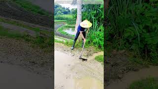 Clearing the Muddy Path: How One Farmer Turns Flooded Trails Into Walkable Ground
