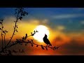 Peaceful Music, Relaxing music, Instrumental music "The Wondrous Earth" by Tim Janis