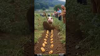 Crazy Farming Day With Pig, Robot Bull & Naughty Duck