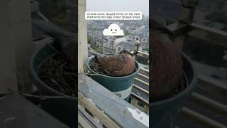 A kind woman helped a mother dove raise her little chicks