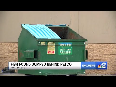 Live animals found thrown in dumpster behind Fort Myers pet store - YouTube
