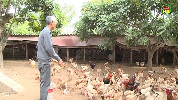 Khoái Châu thực hiện hiệu quả đề án chuyển đổi, tái cơ cấu ngành nông nghiệp