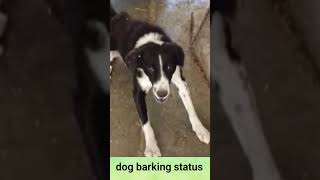 कालू भौंक रहा है #dog barking#67viral#shortsvideos