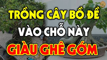 Nên TRỒNG CÂY BỒ ĐỀ Ở Vị Trí Nào Trong Nhà Để HÚT LỘC VÀO NHÀ, Tiền Vàng Ùn Ùn Kéo Về?