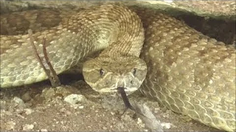 ¡Crea una banda de sombrero de serpiente de cascabel!