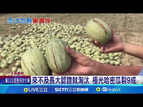 溫差農損! 極光哈密瓜裂9成.玉荷包著果率2成 "熱漲冷縮"溫差害9成果裂 哈密瓜農心淌血｜三立新聞網 SETN.com