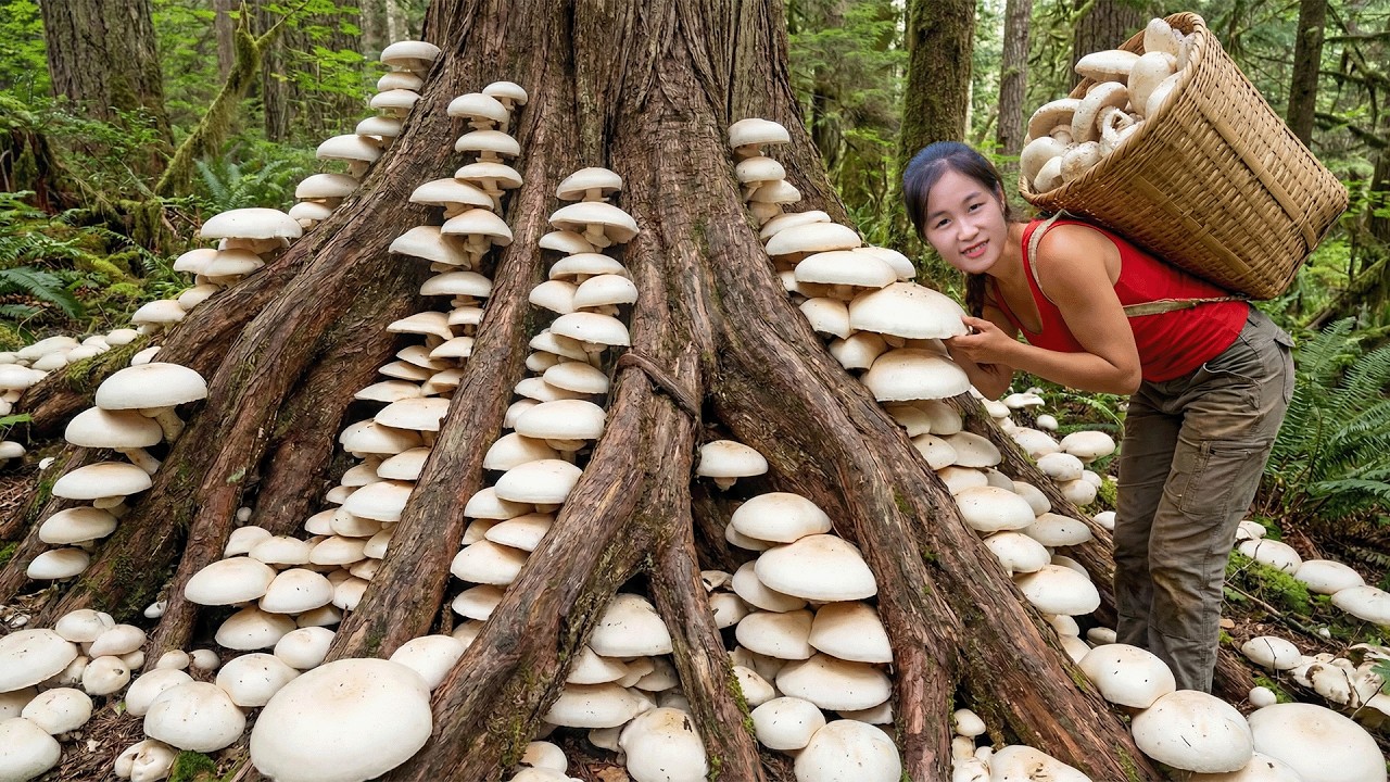 Harvesting 1000+ Kg Rare Dark Mushrooms to Sell | Rare Mushroom Only Grows in Darkness