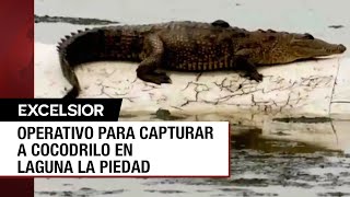 Intenso operativo para capturar a cocodrilo en laguna de Cuatitlán Izcalli