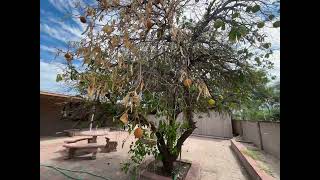(Seller Financing) Exterior View: Paved Yard & Fruit Tree — 4bd in Tucson AZ (#3)