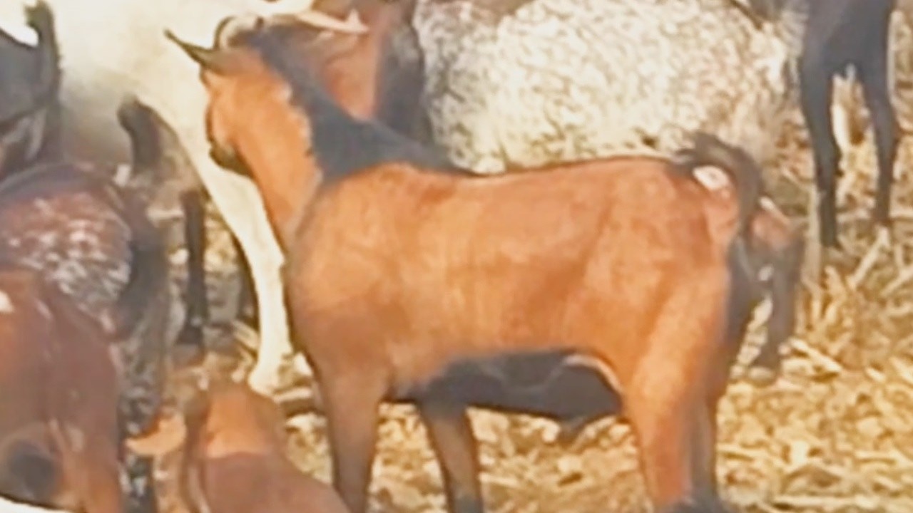 ጀግናዋ ወጣት በፍየል እርባታና ማደለብ  ተለወጠች | አገር ላይ ሰርቶ መለወጥ ይቻላል! | #sheep #goat #sheepgoatfarmmilk