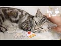 14.仔猫でお茶でも如何ですか？／Have a break time with a kitten?