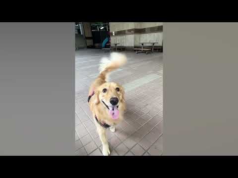 黃金獵犬、成長後美麗的身影一歲九個月大。