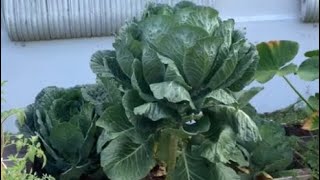 Famous How To Freeze Collard Greens For Future Use | South Florida Garden Net Worth