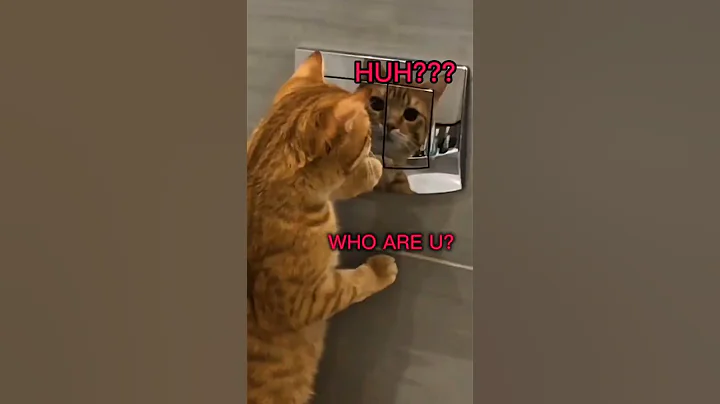 Watch the video about This Cat’s Reaction Will Make You Cry Laughing 😂🐱 #funnycats #catvideos #shorts #animals
