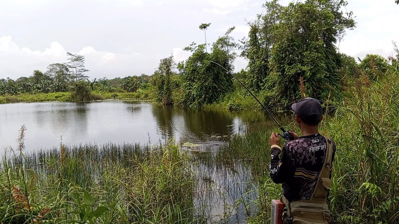 PREDATOR GANAS YANG MENGINTAI DARI DASAR DANAU 🐊🐊 #gabusbabon #Tomanbabon #Mancingataucasting 