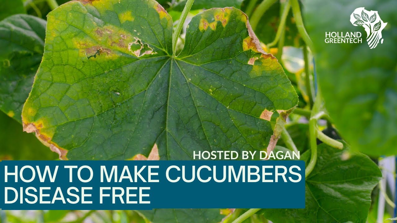 Your Cucumber Plants Will DIE If You Don't Do This !