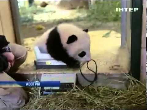 Трехмесячную панду в зоопарке Вены назвали Счастлив...