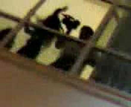 andré heder - Tarde RBD - 2