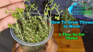 How To Grow Thyme In Water//Easy Thyme, Mint & Rosemary Propagation// Indoor Herb Garden