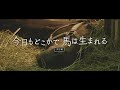 ドキュメンタリー映画『今日もどこかで馬は生まれる』予告編