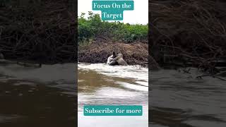 Leopard Attack 🤯 on Crocodile watch till end #animals #india #viralshorts #trendingshorts