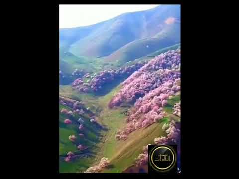 الشيخ نصر الدين طوبار فى الأرض انت وفي السماء إله