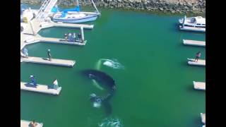 Humpback Whale Trapped in Southern California s Ventura Harbor