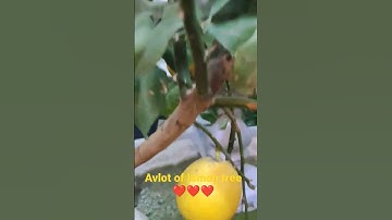 lemon tree @ Doha Qatar #lemon #shorts #asmr #shortvideo #fruit