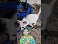 Tingkah Laku kucing Digigit Tokek #arkendaaviar #shortuniversal #shorts