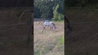 A Lovacskák Nem Szaladnak