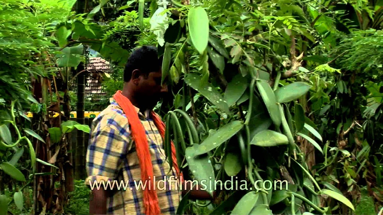 Farmer arranges vanilla vines in Kerala YouTube