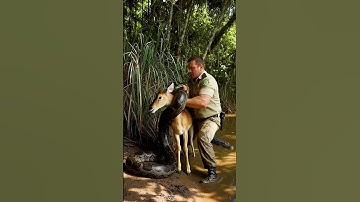 Incredible rescue! Deer saved from a python. 🙏 #rescue #pets #animals #funny #usa #shorts