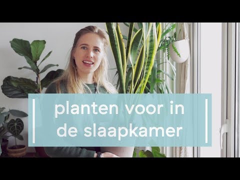 Video: Plante Vir Die Slaapkamer
