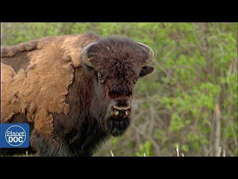 Video: Cómo Regresó El Bisonte A La Reserva Natural Del Cáucaso