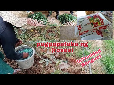 Video: Pagpapataba sa mga Poinsettia - Matuto Tungkol sa Pataba Para sa Mga Halaman ng Poinsettia