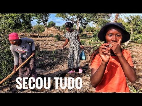 TIVEMOS QUE SEMEAR TUDO DE NOVO_esta é a terceira tentativa