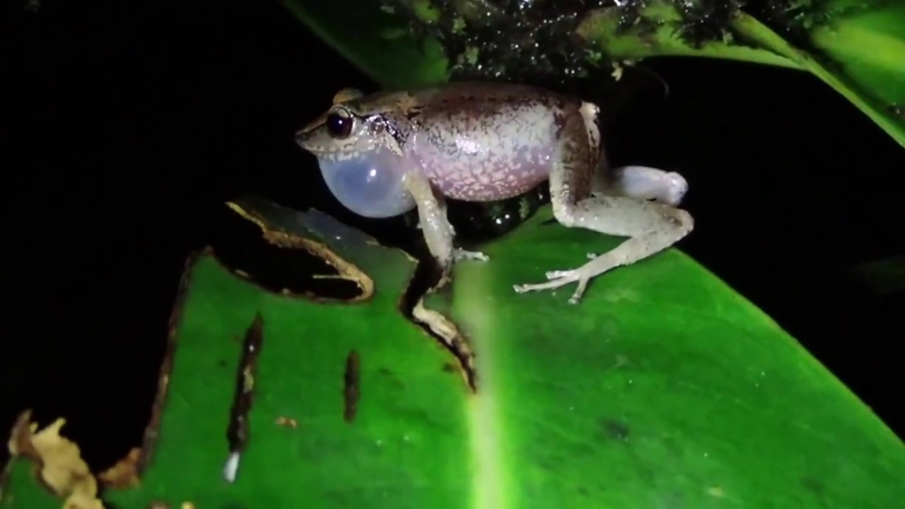 Eleutherodactylus martinicensis