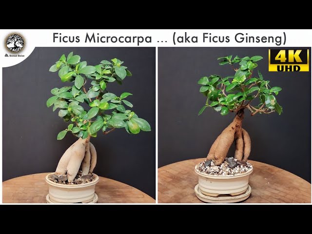 Ficus Microcarpa Bonsai! ... (aka Ginseng Ficus)