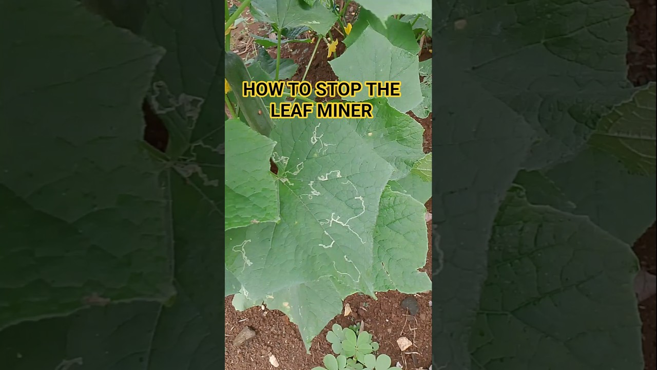 How to stop the leaf miner on spreading.
