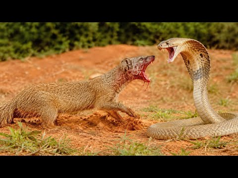 Cobra Vs Mongoose The Ultimate Battle: Why Mongoose Always Defeats The King Cobra? 