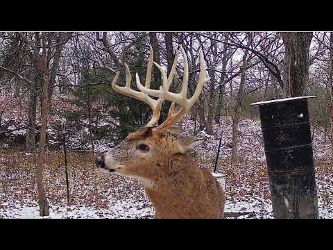 Trail Cams: Kansas Whitetail Bucks (Vol. 9: Feeding, Fighting & Full Rut Action)