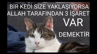 Bir kedi size yaklaşıyorsa Allah tarafından 3 işaret var demek Resimi