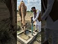 प्यासे ऊंट को पानी पिलाया #aishorts #comedy #comedyshorts #ai #camel #thirsty #shortsfeed #shorts