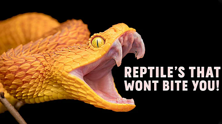 Reptiles That Will NEVER BITE You!