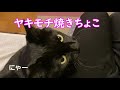 猫のジェラシー ヤキモチ焼なちょこ  Jealousy of cats