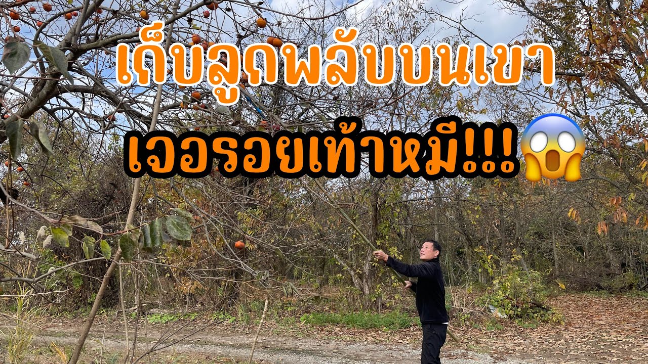 เก็บลูกพลับบนเขาเจอรอยเท้าหมีต้องรีบเก็บรีบกลับ😱