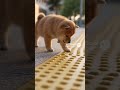 点字ブロックが気になる… / Curious About the Tactile Paving…【ASMR】