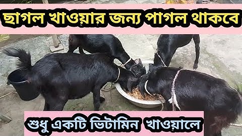 ছাগল খাবারের রুচি হবে১০০%যে ভিটামিন এ।ছাগল খাবার।#goatfarming #ছাগল #2025 