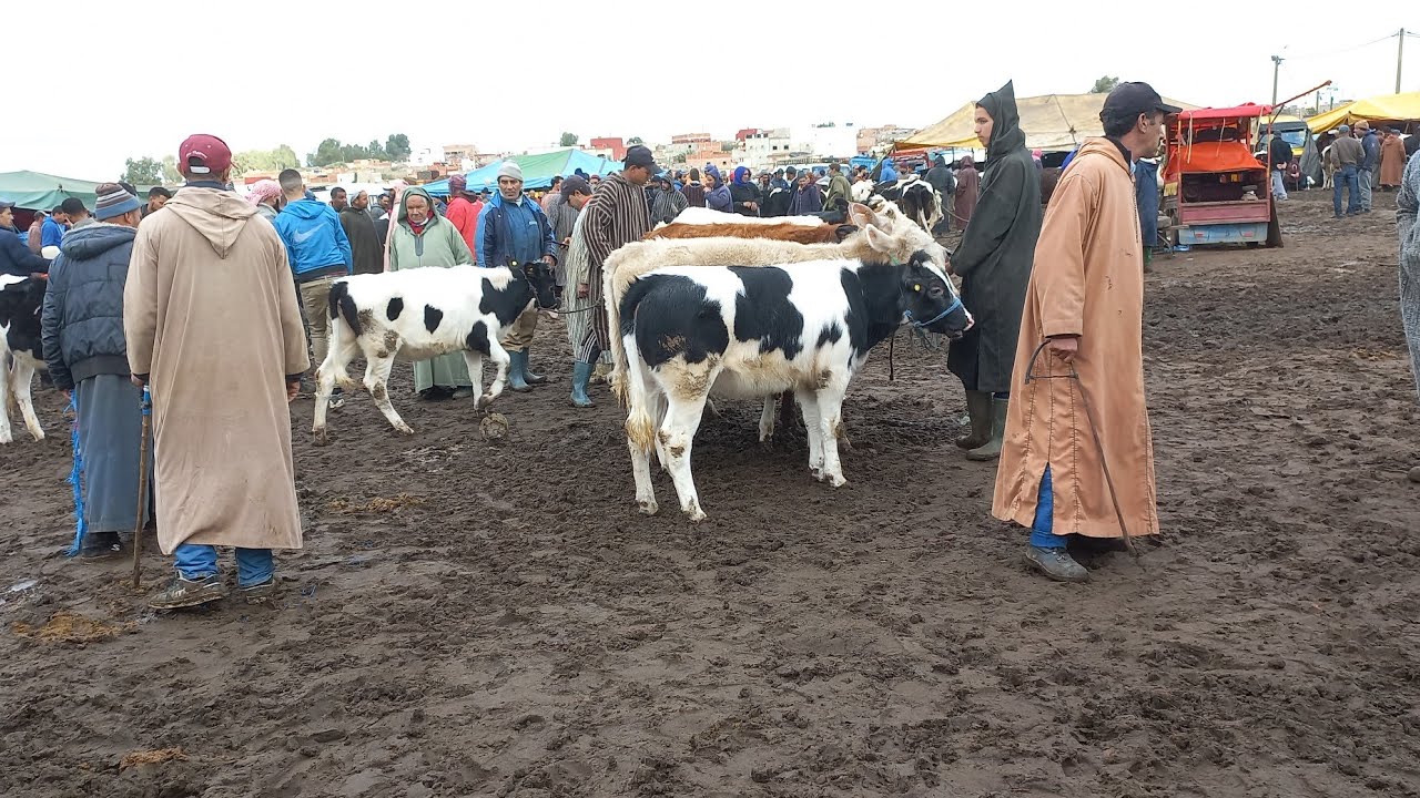 خيرات مجودة سوق الأربعاء الغرب  عجول كسابي عجلات كسبيات29/12/2021