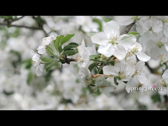 Peace: Video Haiga